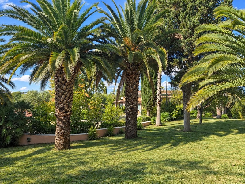 Después: jardín con césped verde en lugar de tierra seca, cielo más azul y más luz en palmeras y árboles.