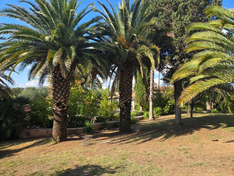 Antes: jardín